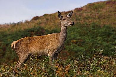 国外黄牛倒卖OLED Switch 价格飙到了1000美元